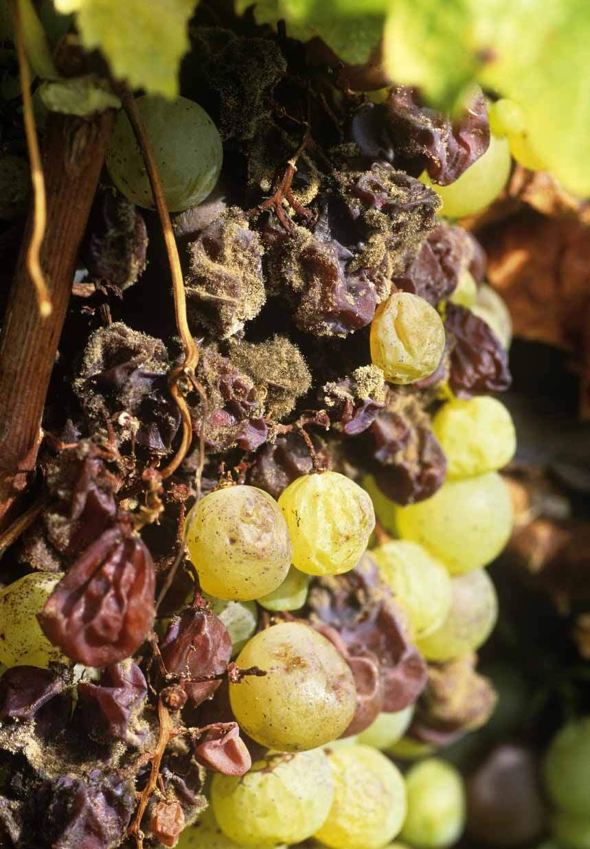 科学家研发“超级葡萄”对抗真菌，受迫害的葡萄这次有救了！