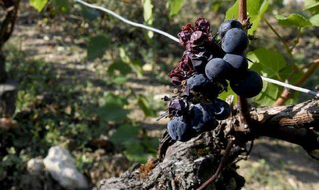 世界葡萄酒产量创20年新低：降雨和霜冻重创全球葡萄园