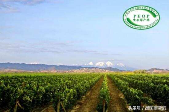 打造“一带一路”的红色名片，葡萄酒业首席酿酒师的“中国梦”
