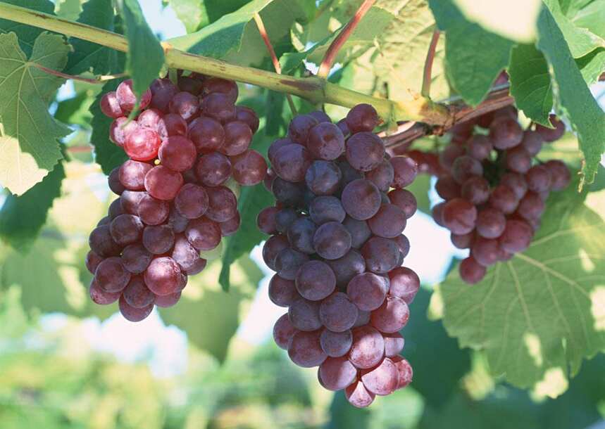 低产量的葡萄就一定能酿好酒了？你相信吗？
