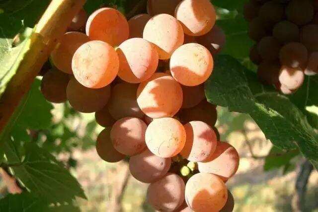粉红色的白葡萄品种