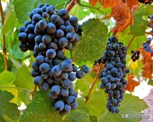 在历史悠久的波尔多AOC投票中批准了七种新葡萄