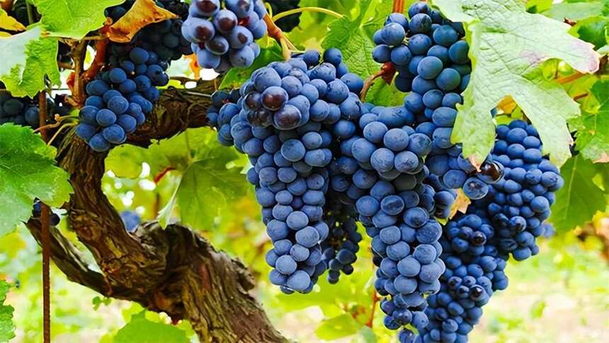 好酒好葡萄！世界上15种最佳酿红葡萄酒的葡萄品种，知多少？
