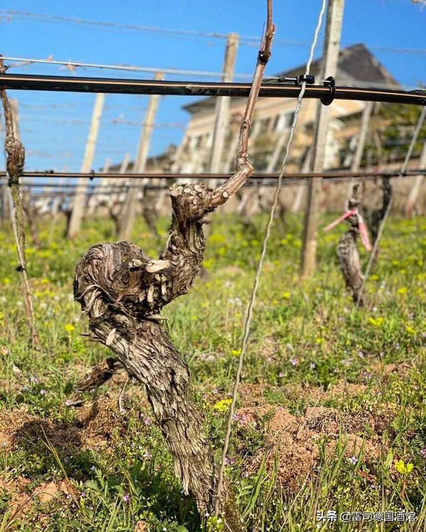 葡萄树的树龄对葡萄酒的品质会有什么样的影响？