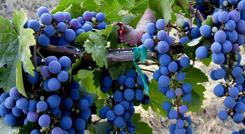 酿造红葡萄酒的常见品种