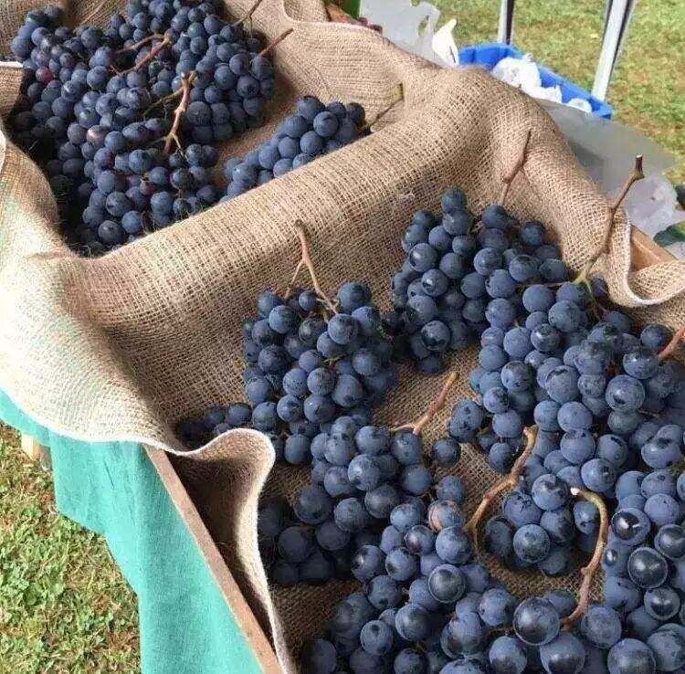 水果摊买的葡萄是否可以用来酿葡萄酒？