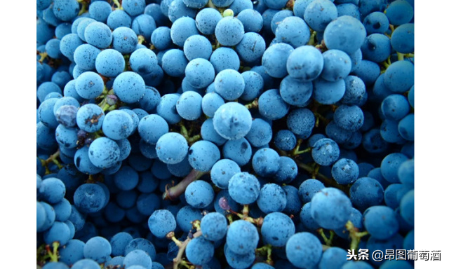 神奇！红葡萄品种可以酿造出白葡萄酒，一幅图展现酿造完整过程！