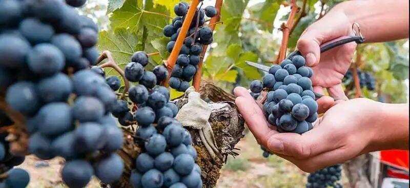 赤霞珠和梅洛都是酿酒红葡萄品种，两者有什么不同呢？