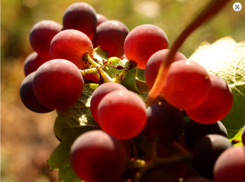 圣埃美隆特级园之“尚诺维庄园干红葡萄酒”
