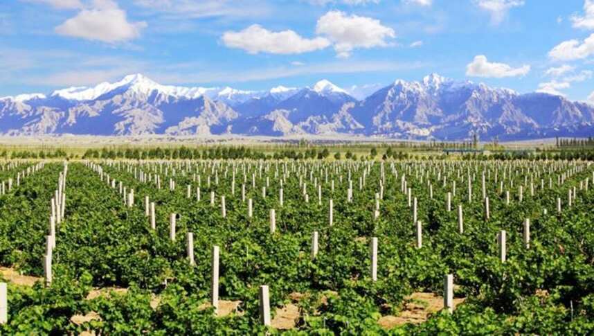 中国已成为葡萄酒大国！风景优美的4大产区，看看有你的家乡吗？