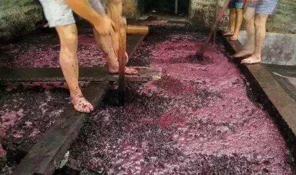 红葡萄酒如何获取颜色和单宁