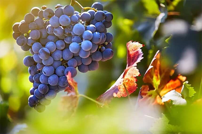 揭秘！澳洲克莱尔谷产区的葡萄酒为什么能成为精品