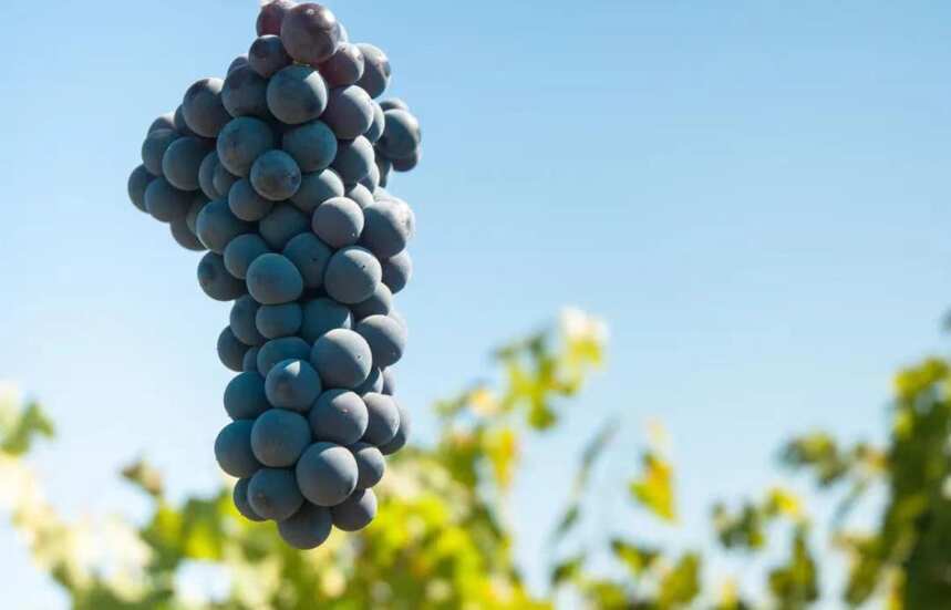 酿造葡萄酒对葡萄的要求