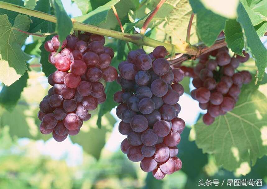 宁夏葡萄酒产区受倒春寒影响 部分酒庄出现减产