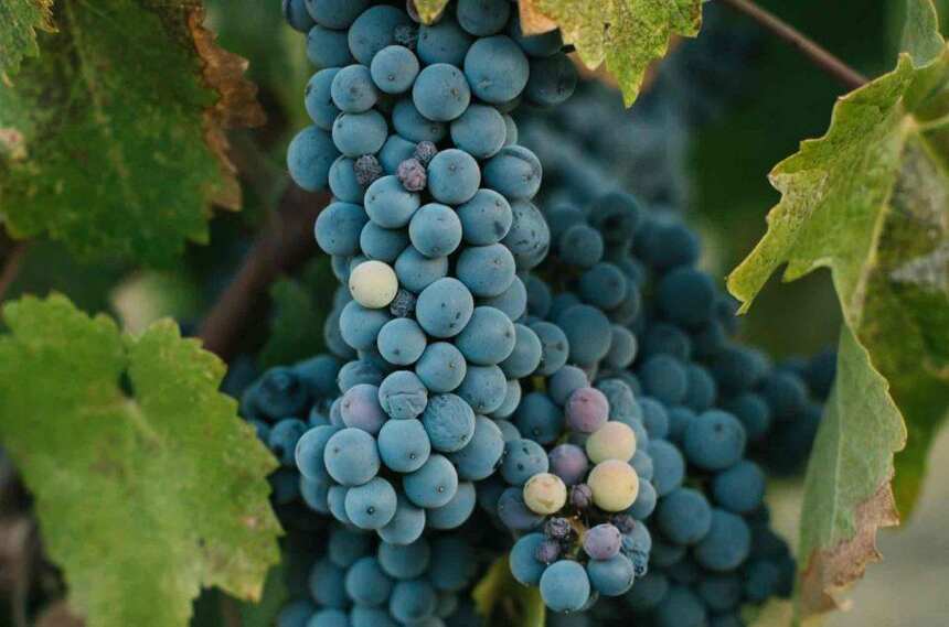 葡萄品种：西拉和设拉子有什么区别？