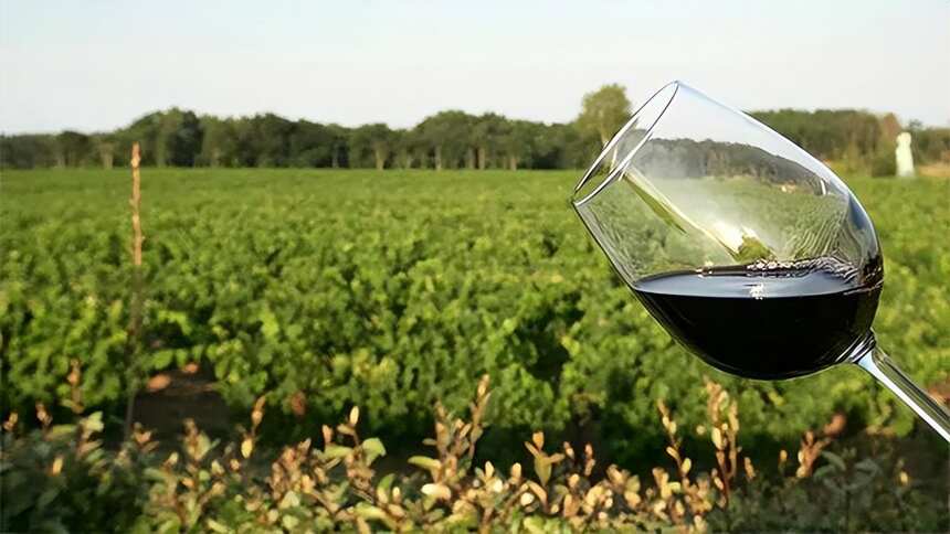 好酒好葡萄！世界上15种最佳酿红葡萄酒的葡萄品种，知多少？