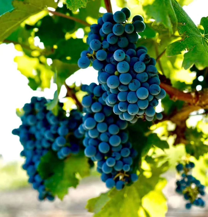 为什么说黄河对宁夏葡萄酒至关重要？