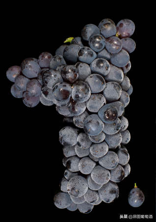 风格强劲的红葡萄品种，让你温暖整个冬季！