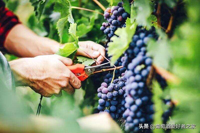大家都是水果，为什么葡萄最适合酿酒？