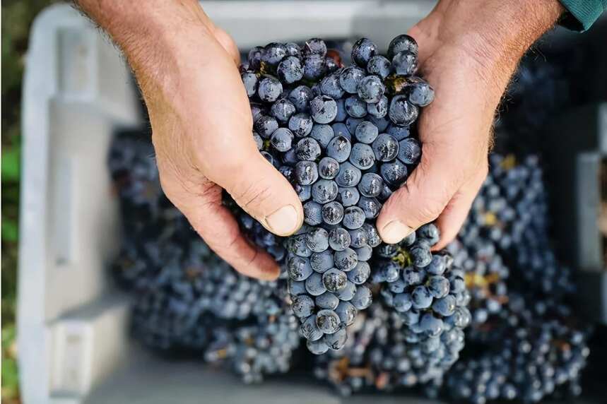 2020年各地酿红酒的葡萄采收情况