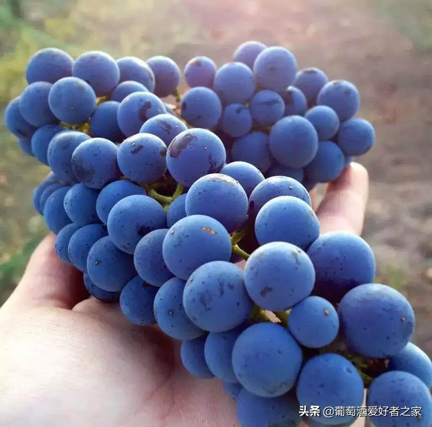 赤霞珠葡萄酒毁了中国葡萄酒行业