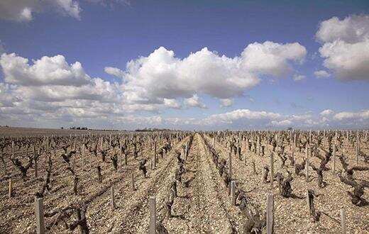 澳洲遇116年来最严重干旱，葡萄产量下降！澳洲酒遭遇二次涨价？