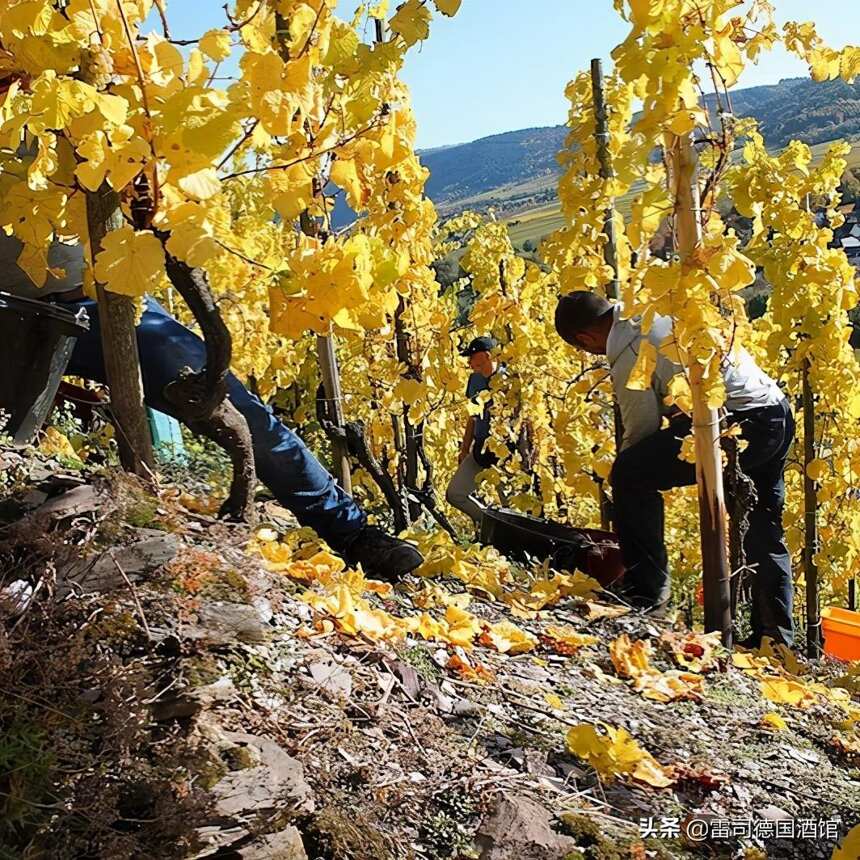 葡萄树的树龄对葡萄酒的品质会有什么样的影响？