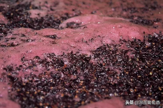 揭秘红葡萄酒发酵中的提取技艺