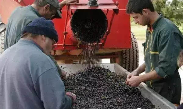史上最全红葡萄酒酿造过程（附高清实景图）