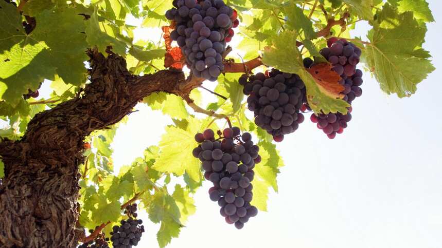 2018年意大利葡萄产量预测或将增幅15%