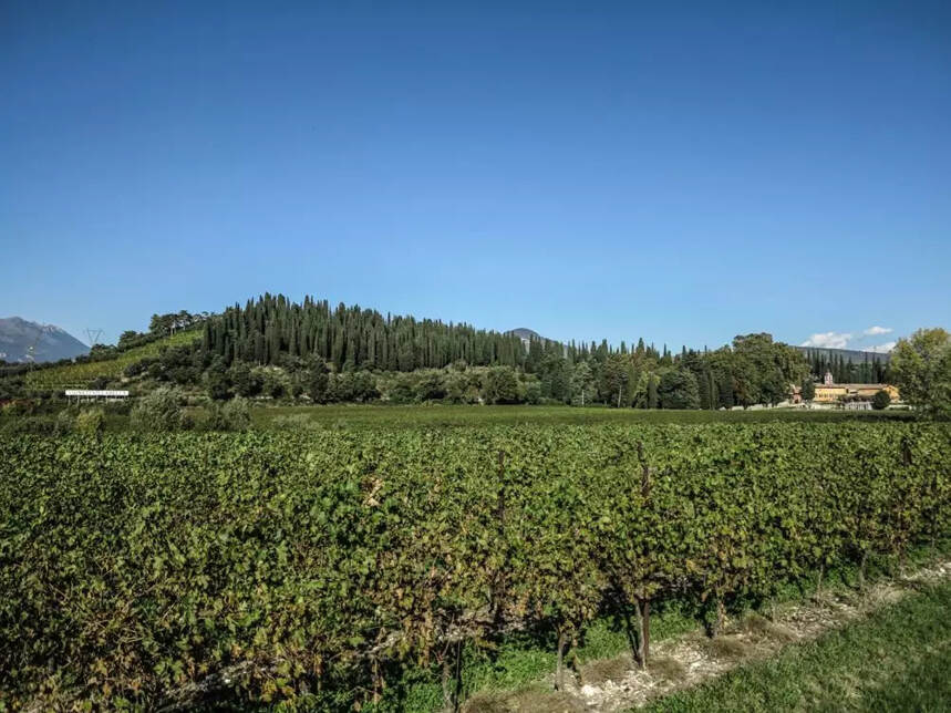 意大利葡萄酒2019年出口额达64亿欧元，在中国越来越受欢迎