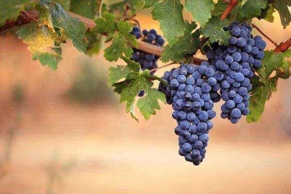18世纪末才出现的红葡萄品种——梅洛