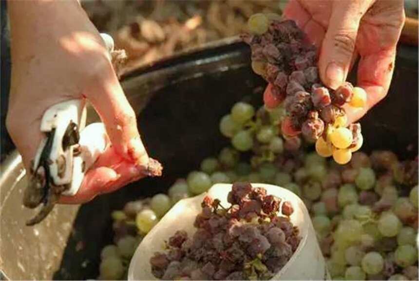 腐烂的葡萄也能酿出价值连城的酒？专家：这样我们也喝不起？