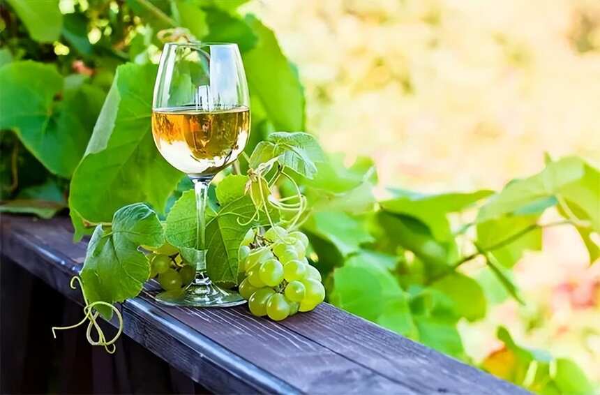 巧识15种酿造白葡萄酒的品种，让你向葡萄酒大咖再进一步