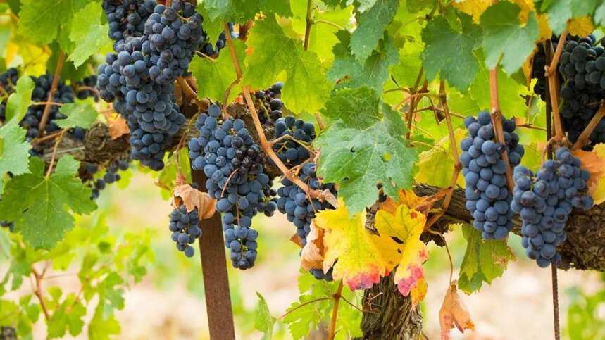 老藤葡萄酿出来的葡萄酒品质怎么样？