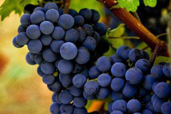 葡萄酒界葡萄品种熠熠发光的“明星大亨”