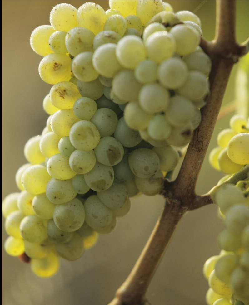 关于卢瓦尔河谷葡萄酒10 个令人惊讶隐藏的瑰宝