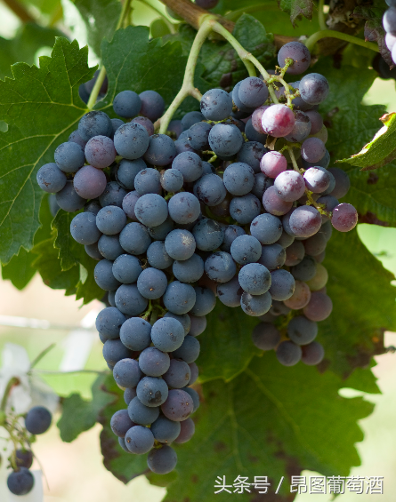 必须记住的葡萄品种并不多，“4红4白”就够了！