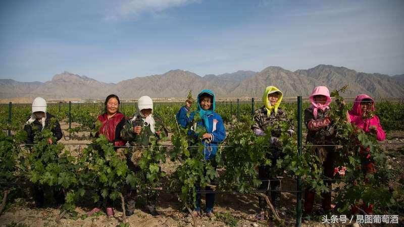 崛起中的中国葡萄酒产区都有哪些上榜？