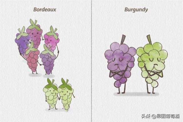 说到法国名葡萄酒，波尔多和勃艮第那么多区别，你更偏爱哪边？