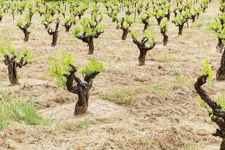 为什么全球变暖后的葡萄酒业应考虑旱耕（dry farming）？