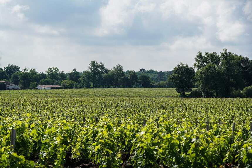 为什么格雷夫斯的葡萄酒比其他地区更受欢迎？