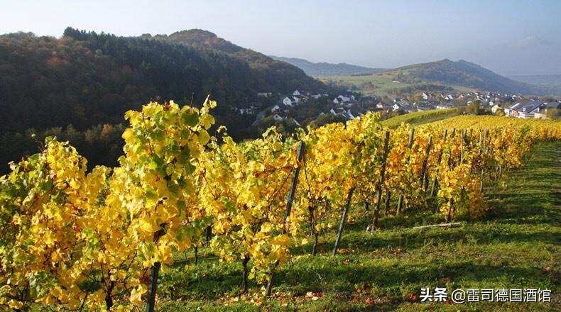 冯·佛尔酒庄，用800年的时间领悟德国葡萄酒的真谛