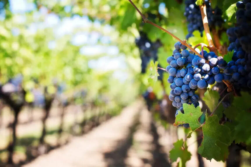 意大利人在智利酿造的葡萄酒，会是什么味道？