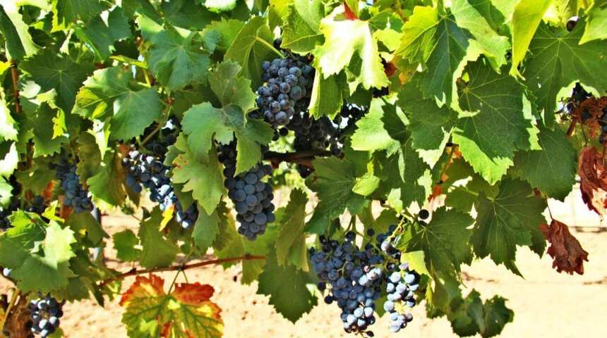 专访奔富葛兰许的葡萄供应商，生物动力桶的大师！| 富隆酒业