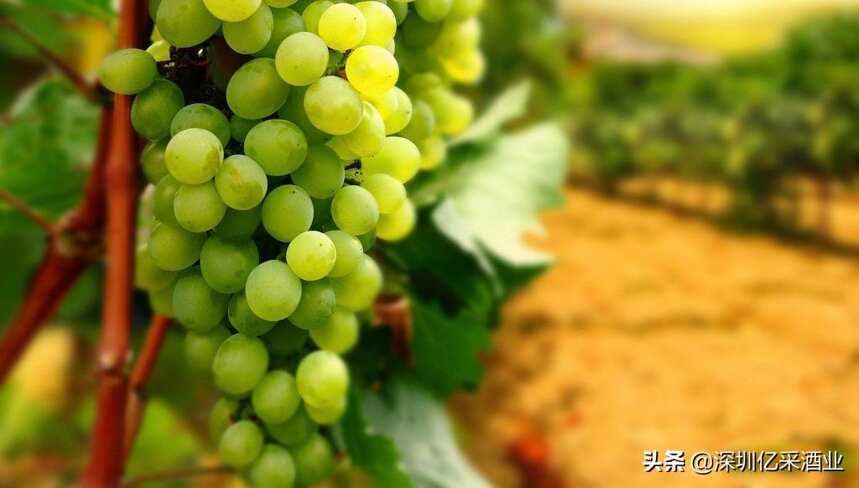 为什么葡萄酒在中国越来越受欢迎？