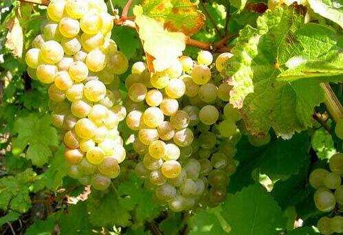 常见的白葡萄和红葡萄品种