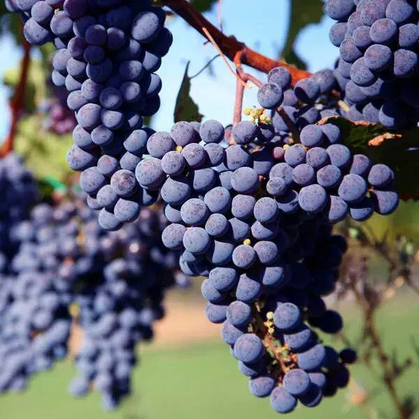 酿酒葡萄和我们平时吃的葡萄有什么不同？