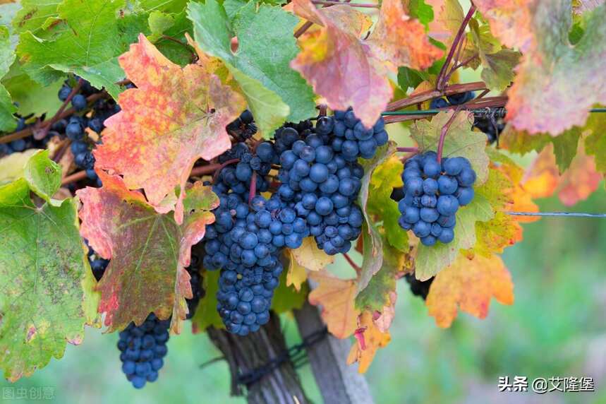 黑皮诺，红葡萄酒中的品种之王
