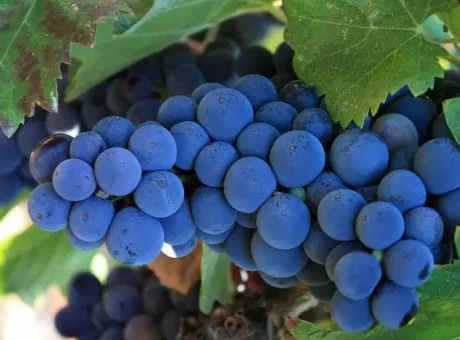 气候变化对葡萄酒会造成什么影响